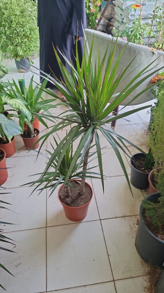فنان بساتين أرخص مشاتل بالجمله الرياض