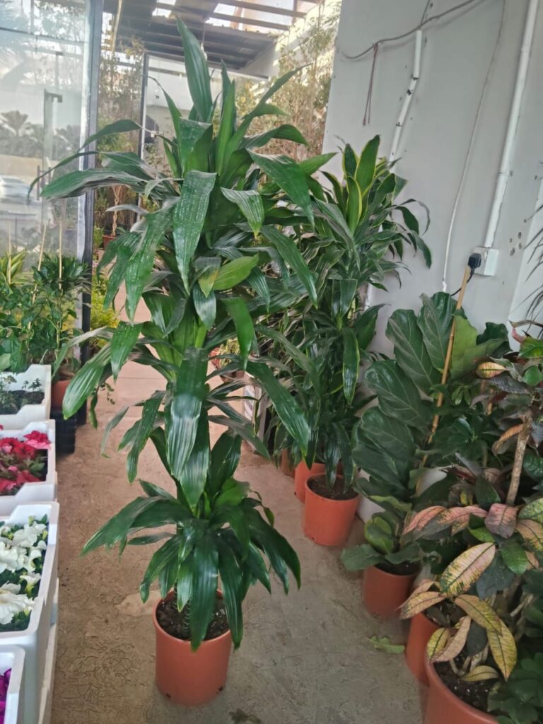 فنان بساتين |مشاتل بالجمله الرياض