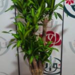 نباتات طبيعية